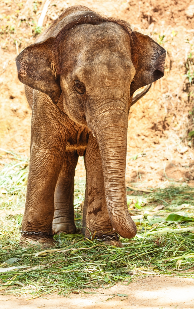 An Asian elephant in captivity - Suzanne Nelson